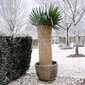 Nature aizsargapvalks ziemai, 1x1,5m, rīsu salmiņš, 6030105 цена и информация | Dārza instrumenti | 220.lv