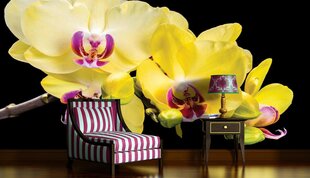 Fototapetes Orchid Yellow 368x254 cm цена и информация | Фотообои | 220.lv