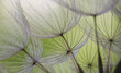 Foto tapetes Dandelion цена и информация | Fototapetes | 220.lv