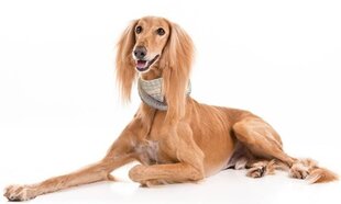 Silta un skaista suņu šalle / apaļ šalle no mīkstas pusvilnas cena un informācija | Apģērbi suņiem | 220.lv
