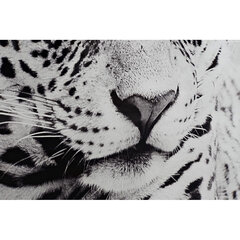 Glezna DKD Home Decor Leoparda Koloniāls (100 x 2,5 x 100 cm) (2 gb.) cena un informācija | Gleznas | 220.lv