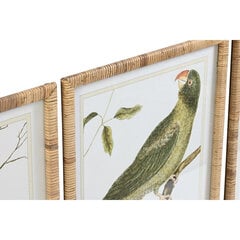Glezna DKD Home Decor Tropiskais Putni (50 x 2,5 x 60 cm) (4 gb.) cena un informācija | Gleznas | 220.lv