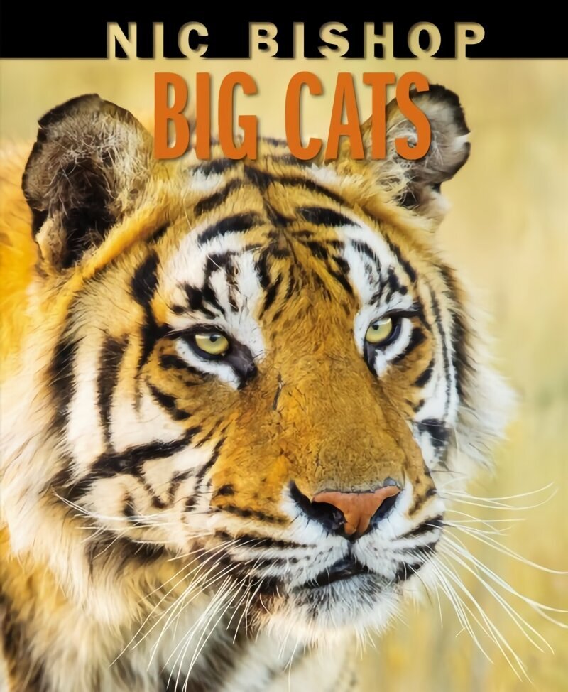 Nic Bishop Big Cats cena un informācija | Enciklopēdijas, uzziņu literatūra | 220.lv