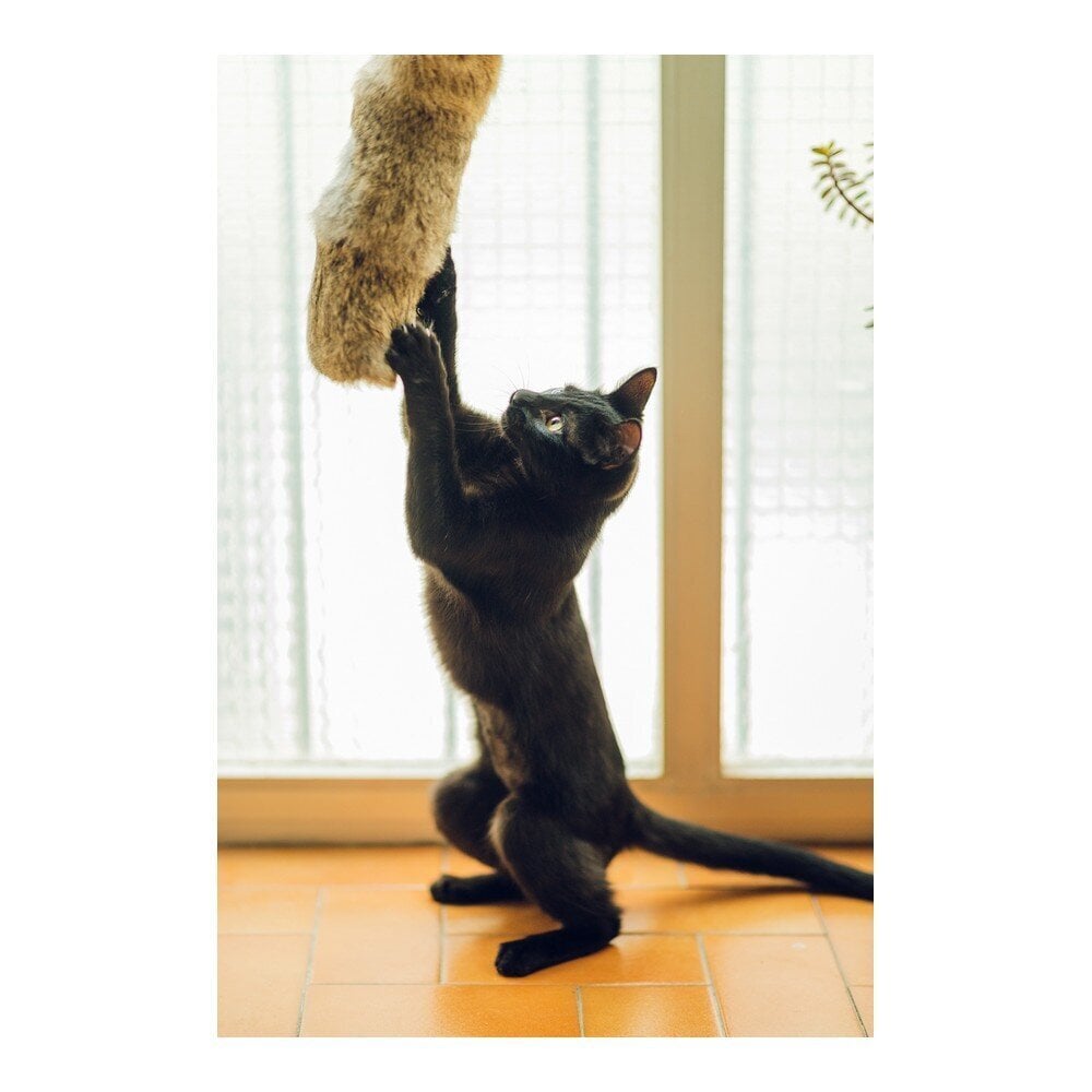 Kaķu rotaļlietu Gloria Gehry spilvens Dabīga āda Āda (40 x 11 cm) cena un informācija | Rotaļlietas kaķiem | 220.lv