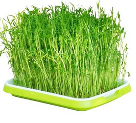 Лоток для выращивания микрозелени Microgreens Tray цена и информация | Вазоны | 220.lv