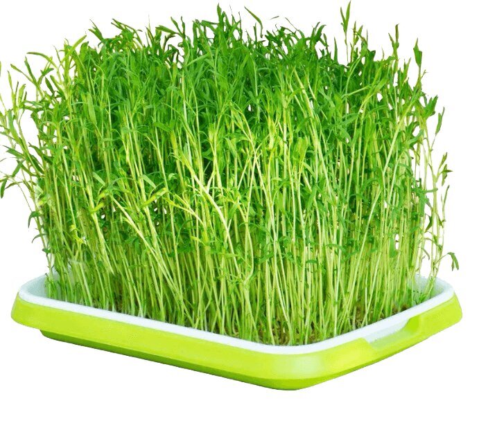 Paplāte mikrozaļumu audzēšanai Microgreens Tray cena un informācija | Puķu podi | 220.lv