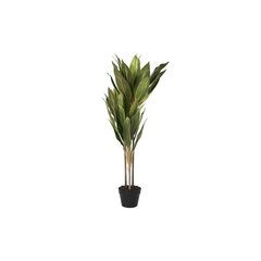 Dekoratīvs Augs DKD Home Decor Dracaena Zaļš PE (50 x 50 x 120 cm) cena un informācija | Mākslīgie ziedi | 220.lv