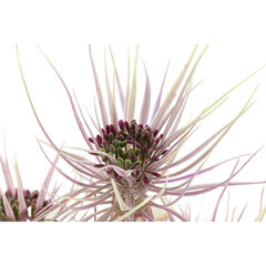 Декоративное растение DKD Home Decor Коричневый Зеленый PVC PE (40 x 40 x 120 cm) (2 штук) цена и информация | Искусственные цветы | 220.lv