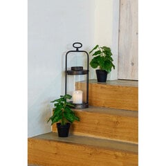 Декоративное растение DKD Home Decor Чёрный Зеленый PVC PP (20 x 20 x 30 cm) цена и информация | Искусственный букет DKD Home Decor, 2 шт | 220.lv