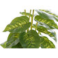 Dekoratīvs Augs DKD Home Decor Melns Zaļš PVC PP (20 x 20 x 30 cm) cena un informācija | Mākslīgie ziedi | 220.lv