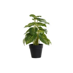 Декоративное растение DKD Home Decor Чёрный Зеленый PVC PP (20 x 20 x 30 cm) цена и информация | Искусственные цветы | 220.lv