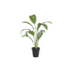 Декоративное растение DKD Home Decor Зеленый PE (25 x 25 x 57 cm) цена и информация | Искусственные цветы | 220.lv