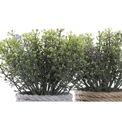 Декоративное растение DKD Home Decor Серый Синий Коричневый Лиловый EVA PE (15 x 15 x 16 cm) (2 штук) цена и информация | Искусственные цветы | 220.lv