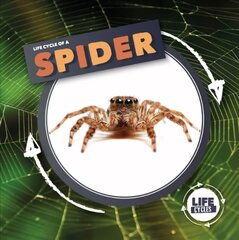 Life Cycle Of A Spider цена и информация | Книги для подростков  | 220.lv