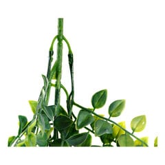 Декоративное растение DKD Home Decor  цена и информация | Искусственные цветы | 220.lv