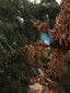 Mākslīgā Ziemassvētku eglīte Virginia, 2.20 m cena un informācija | Mākslīgās egles, vainagi, statīvi | 220.lv