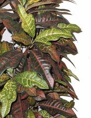 Искусственное растение Croton, 170см цена и информация | цветочные соцветия 1 шт | 220.lv