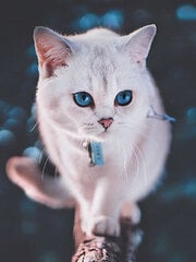 Алмазная мозаика 30x40 cm.  "Blue-eyed fluffy kitten" цена и информация | Алмазная мозаика | 220.lv