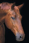 Dimantu mozaīkas komplekts uz rāmja TM Varvikas - Horse in Silence LG199e 40x50 cm cena un informācija | Dimantu mozaīkas | 220.lv