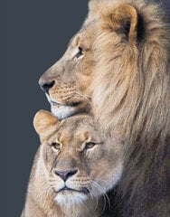 Алмазная мозаика 40x50 cm.  "Lion Family" цена и информация | Алмазная мозаика | 220.lv