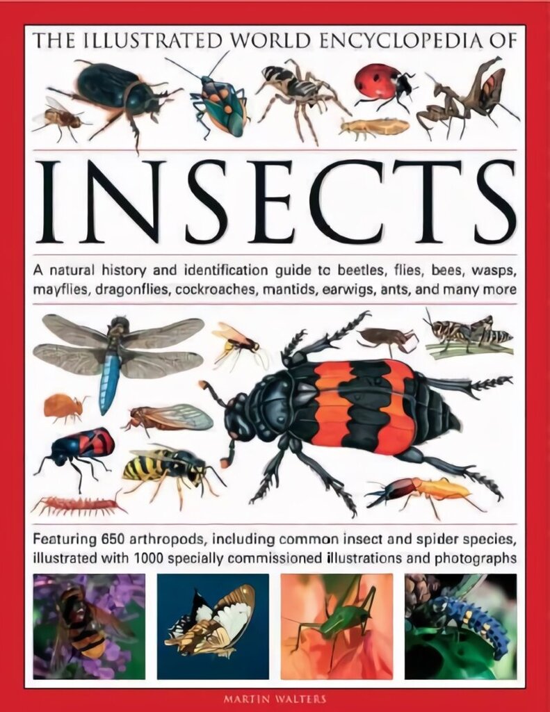 Illustrated World Encyclopaedia of Insects: A Natural History and Identification Guide to Beetles, Flies, Bees Wasps, Springtails, Mayflies, Stoneflies, Dragonflies, Damselflies, Cockroaches, Mantids, Earwigs ... and Many More illustrated edition cena un informācija | Grāmatas par veselīgu dzīvesveidu un uzturu | 220.lv