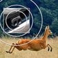 LIVING Save-a-deer ultraskaņas svilpe dzīvnieku atbaidīšanai цена и информация | Auto piederumi | 220.lv