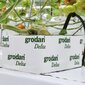 Grodan Rockwool audzēšanas kubs 100x100x65mm ø20mm cena un informācija | Podi stādiem un pārstādīšanai | 220.lv