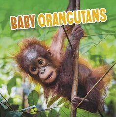 Baby Orangutans цена и информация | Книги для подростков  | 220.lv
