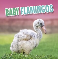 Baby Flamingos цена и информация | Книги для подростков и молодежи | 220.lv