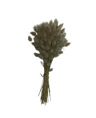 Sausie augi, zaķa ļipas, 100 gb cena un informācija | Materiāli floristikai | 220.lv