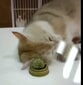 Kaķu laizīšanas rotaļlieta - bumbiņa kaķim ar kaķumētru цена и информация | Rotaļlietas kaķiem | 220.lv