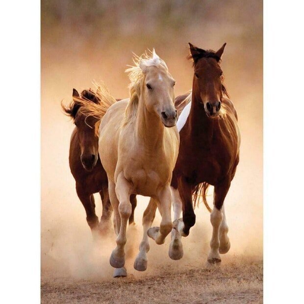 Puzle Clementoni High Quality Running Horses 1000 d. цена и информация | Puzles, 3D puzles | 220.lv