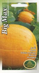 Ķirbji Big max цена и информация | Семена овощей, ягод | 220.lv