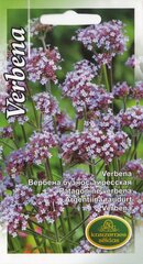 Verbenas Bonariensis цена и информация | Семена цветов | 220.lv