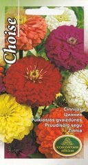 Цинния цена и информация | Семена цветов | 220.lv