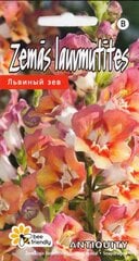 Lavmutītes цена и информация | Семена цветов | 220.lv