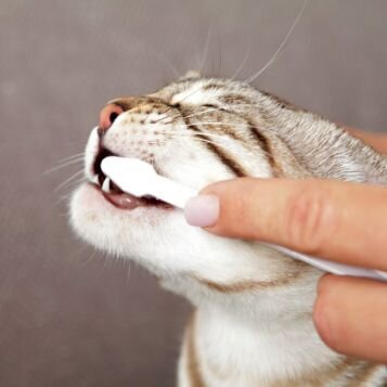 Trixie zobu higiēnas komplekts Kaķiem, 50 g cena un informācija | Vitamīni, uztura bagātinātāji, pretparazītu līdzekļi suņiem | 220.lv