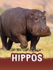 Hippos cena un informācija | Grāmatas pusaudžiem un jauniešiem | 220.lv