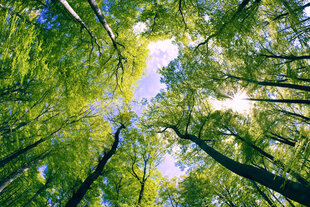 Фотообои - Деревья 375x250 см цена и информация | Фотообои | 220.lv