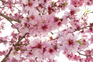 Фотообои - Цветы яблони 375x250 см цена и информация | Фотообои | 220.lv