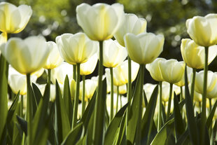Фотообои - Белые тюльпаны 375x250 см цена и информация | Фотообои | 220.lv
