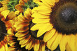Fototapetes - Saulespuķes 375x250 cm cena un informācija | Fototapetes | 220.lv