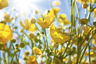 Фотообои - Желтые цветы на лугу 375x250 см цена и информация | Фотообои | 220.lv