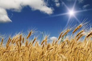 Фотообои - Пшеничное поле 375x250 см цена и информация | Фотообои | 220.lv
