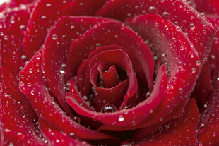 Fototapetes - Sarkanā roze 375x250 cm цена и информация | Фотообои | 220.lv
