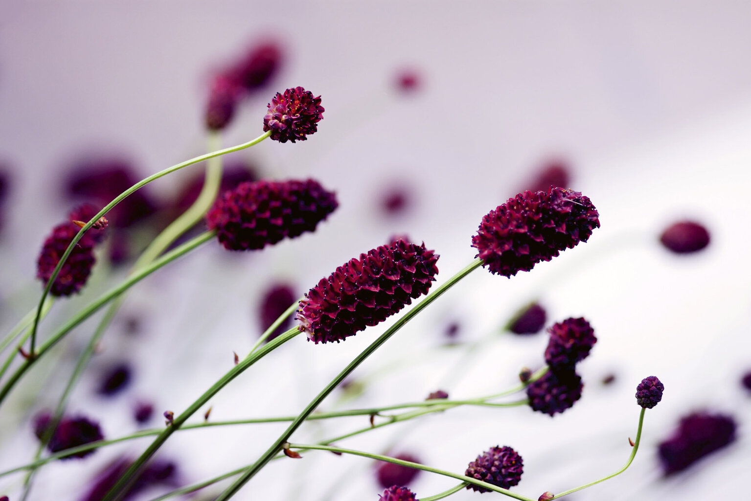 Fototapetes - Violets zieds 375x250 cm cena un informācija | Fototapetes | 220.lv