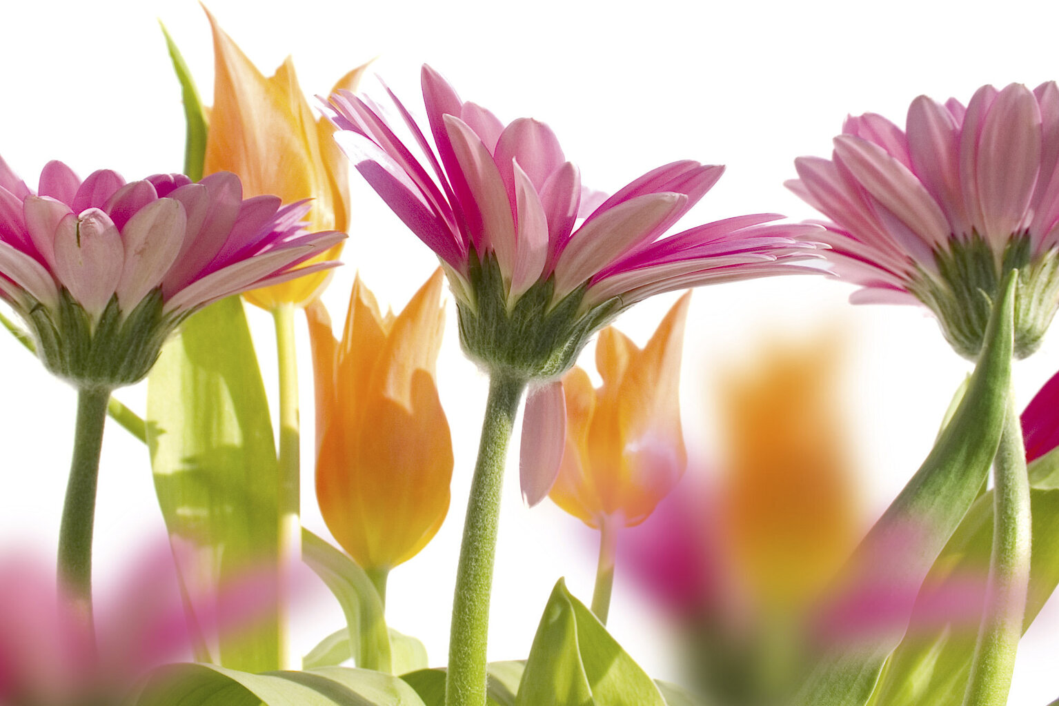 Fototapetes - Pavasara ziedi 375x250 cm cena un informācija | Fototapetes | 220.lv