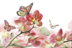 Fototapetes - Orhidejas un tauriņš 375x250 cm цена и информация | Фотообои | 220.lv