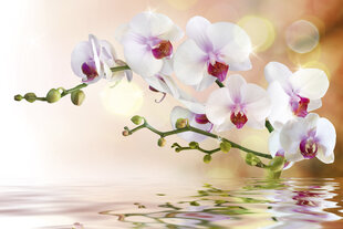 Фотообои - Белая орхидея 375x250 см цена и информация | Фотообои | 220.lv