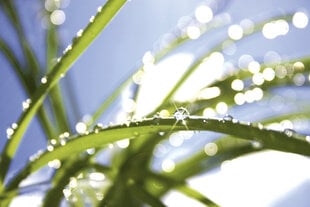 Фотообои - Утренняя роса на траве 375x250 см цена и информация | Фотообои | 220.lv